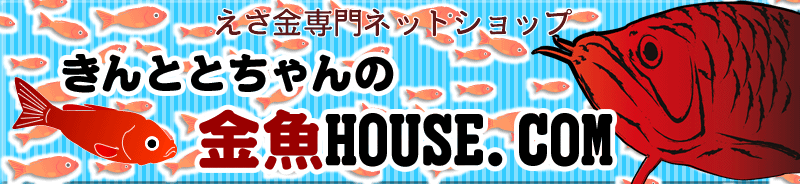 きんととちゃんの金魚HOUSE.COM